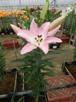 [4168 Highbury VZ No01.JPG]